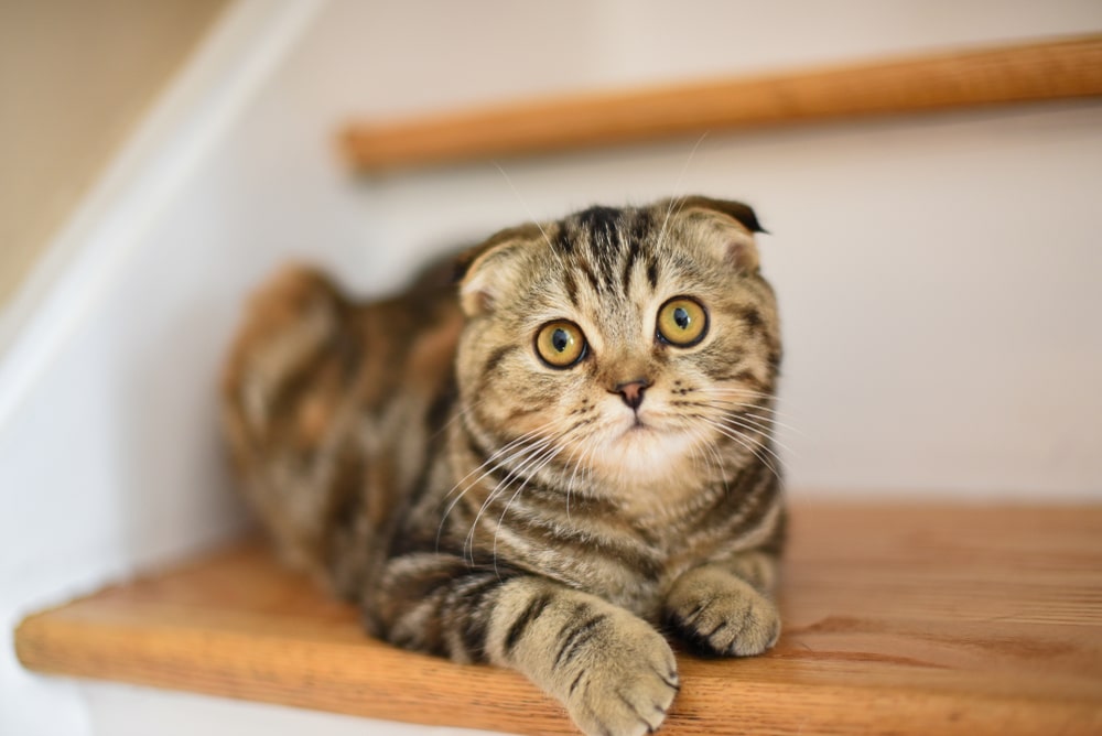 スコティッシュ フォールド 飼っ て は いけない