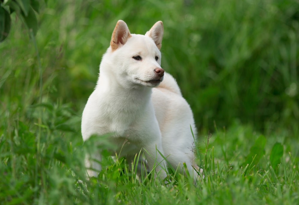 柴犬を迎える方法と費用