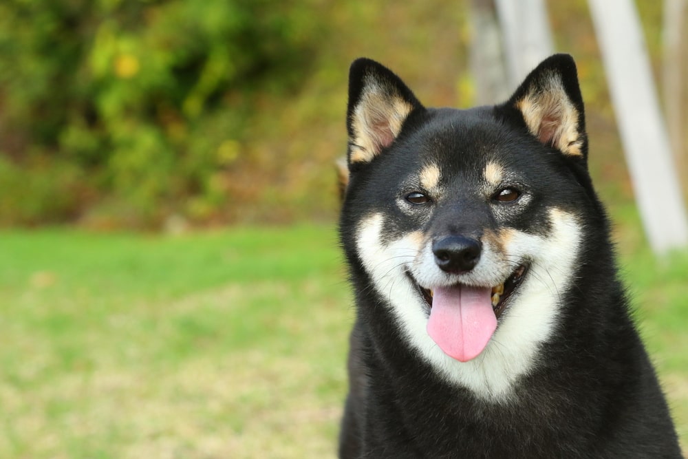 柴犬の飼い方のコツ