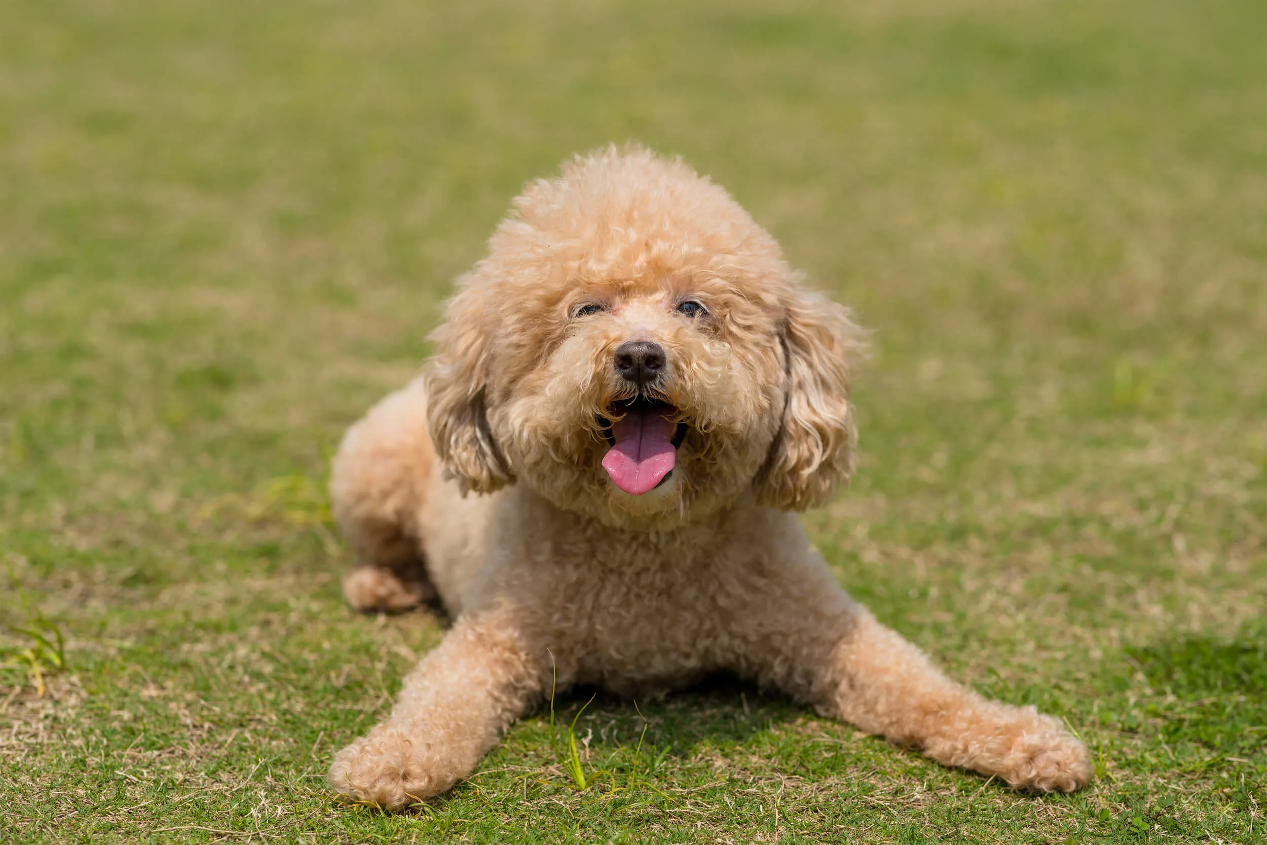 プロドッグトレーナー監修 トイプードルってどんな犬 性格 飼い方 特徴についてご紹介 ペットニュースストレージ ペット ファミリー損保