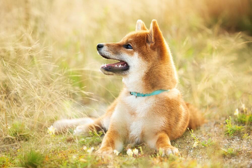 柴犬がかかりやすい病気を知っておこう