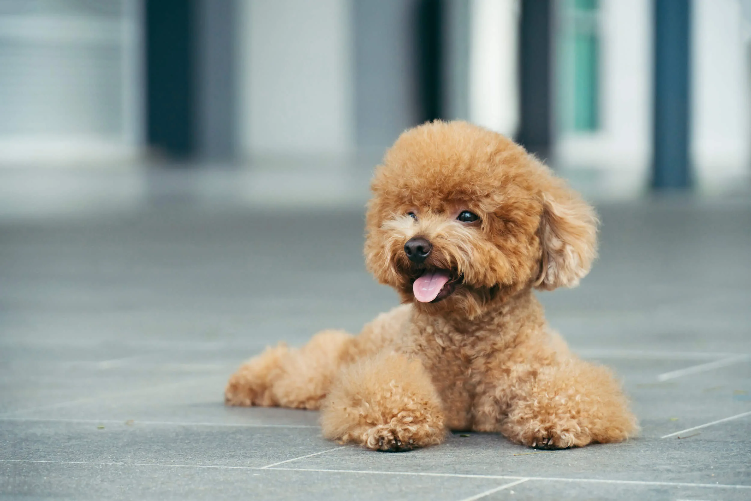 プロドッグトレーナー監修 トイプードルってどんな犬 性格 飼い方 特徴についてご紹介 ペットニュースストレージ ペット ファミリー損保