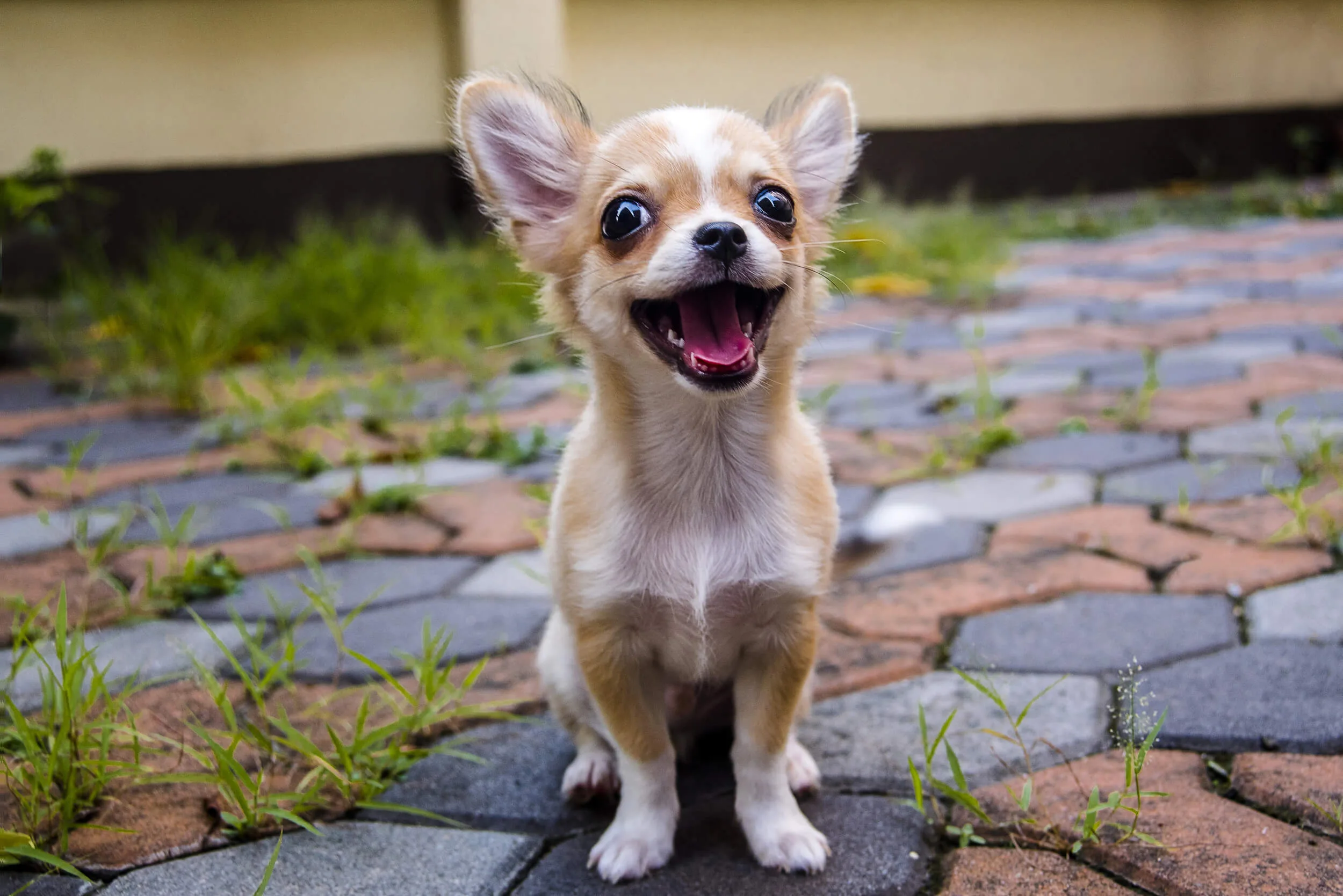 チワワってどんな犬 性格 飼い方 特徴についてご紹介 ペットニュースストレージ ペット ファミリー損保