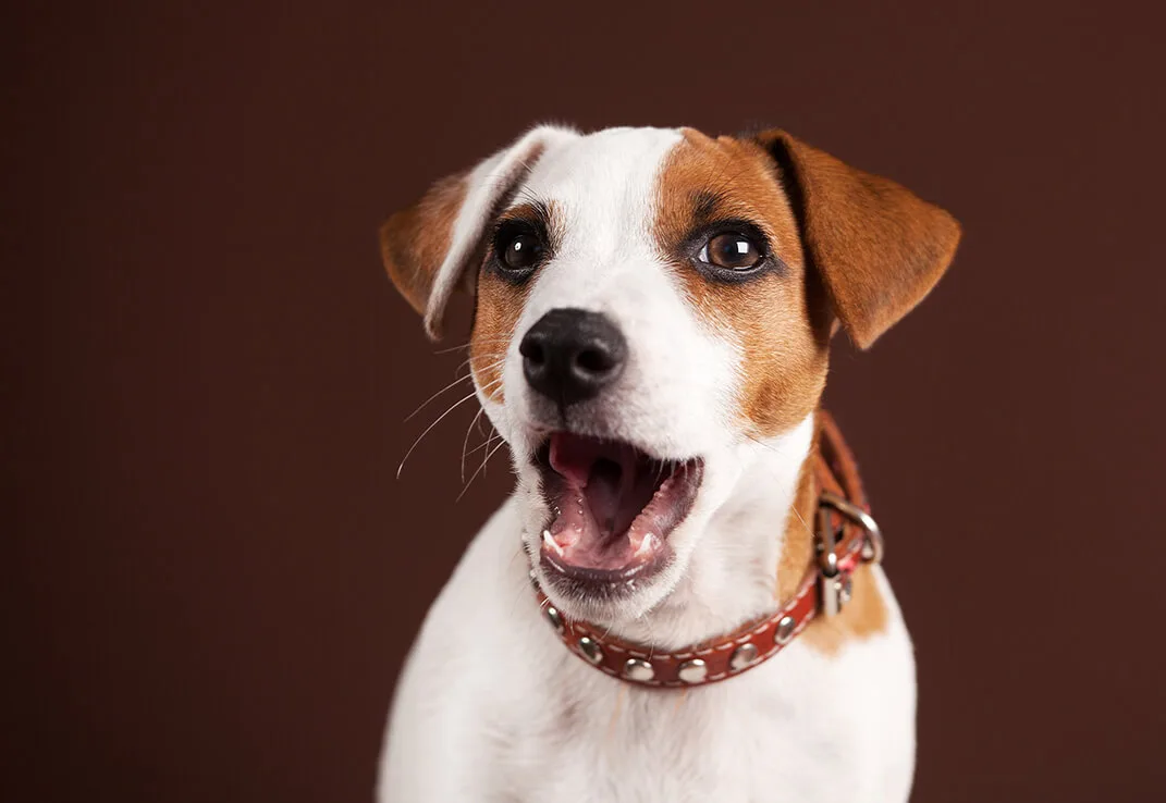 寝 てる 時 痙攣 犬