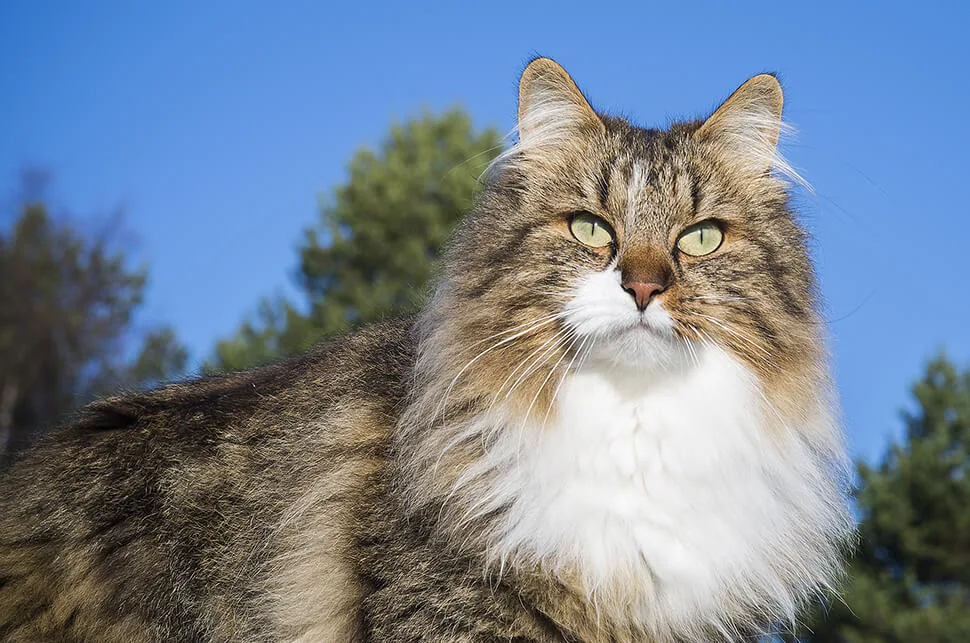 ノルウェージャンフォレストキャットってどうなの その正しい飼い方と愛し方 ペットニュースストレージ ペット ファミリー損保