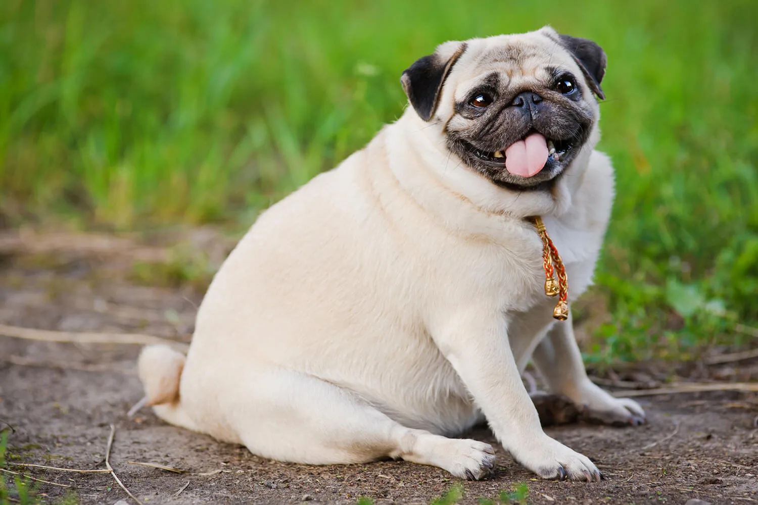 プロドッグトレーナー監修 ちょっと太り過ぎ 犬のダイエットの正しいやりかた ペットニュースストレージ ペット ファミリー損保