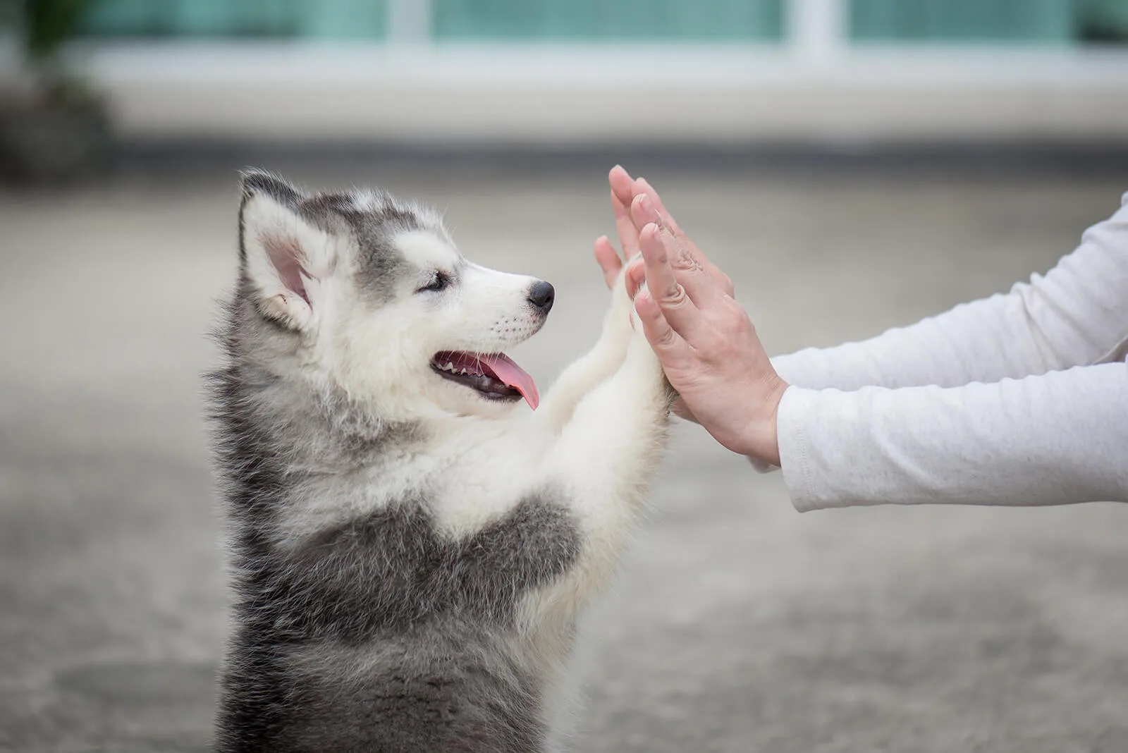 プロドッグトレーナー監修 強く たくましい犬 シベリアンハスキーの魅力と暮らし方 ペットニュースストレージ ペット ファミリー損保