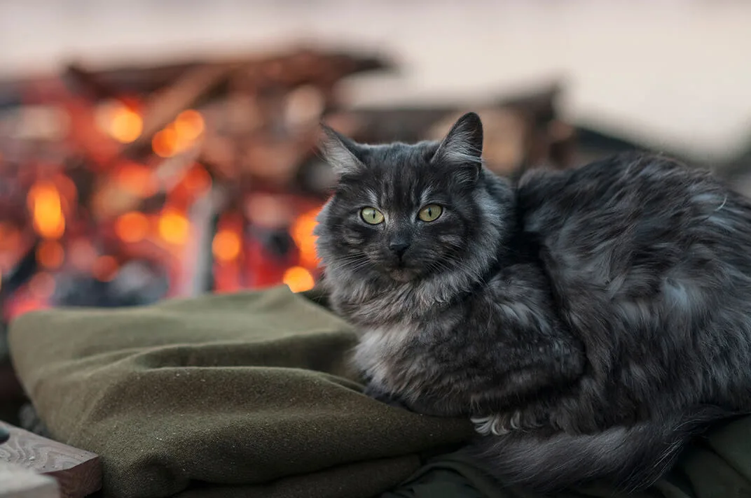 ノルウェージャンフォレストキャットってどうなの その正しい飼い方と愛し方 ペットニュースストレージ ペット ファミリー損保