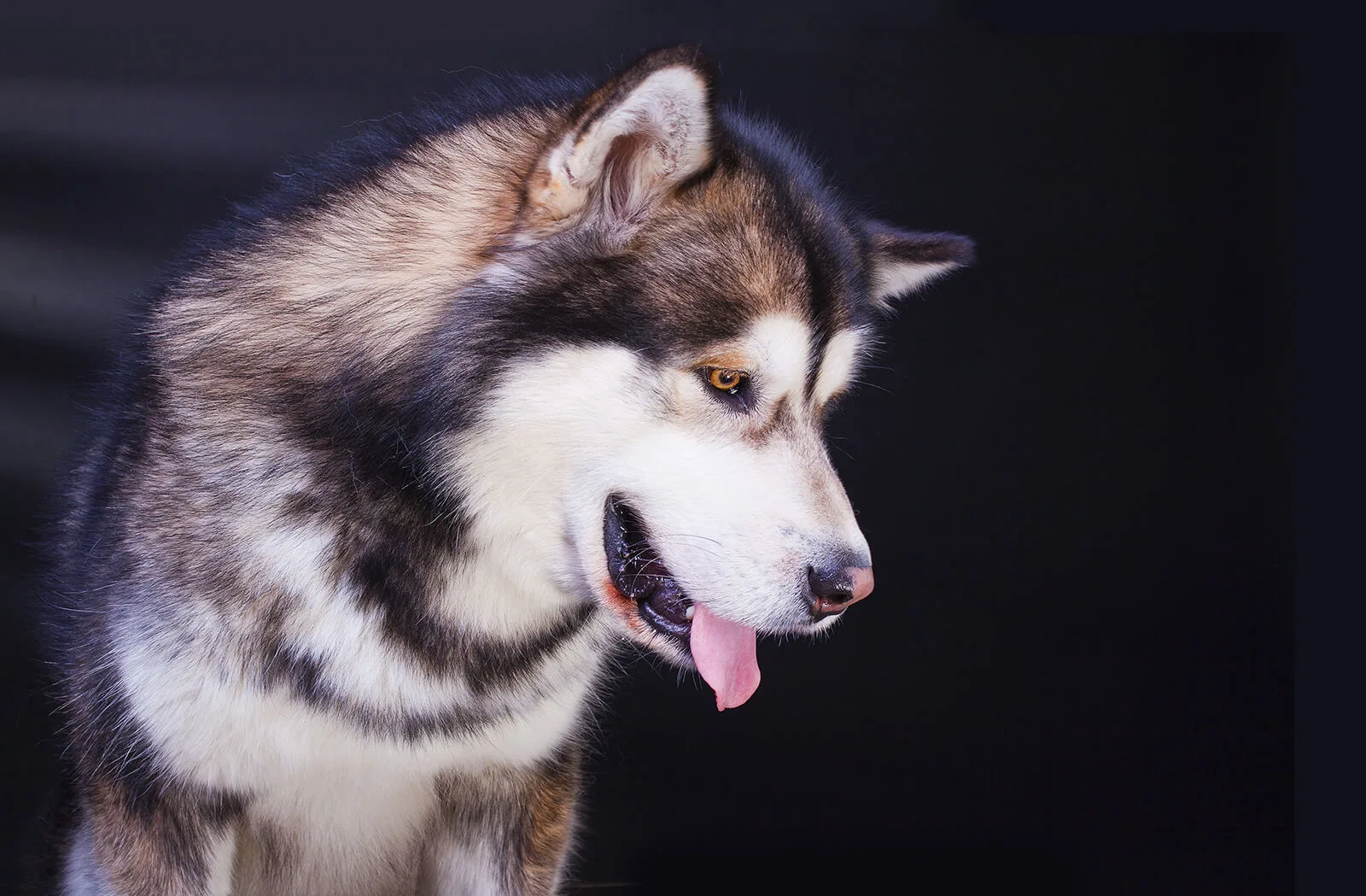 プロドッグトレーナー監修 強く たくましい犬 シベリアンハスキーの魅力と暮らし方 ペットニュースストレージ ペット ファミリー損保