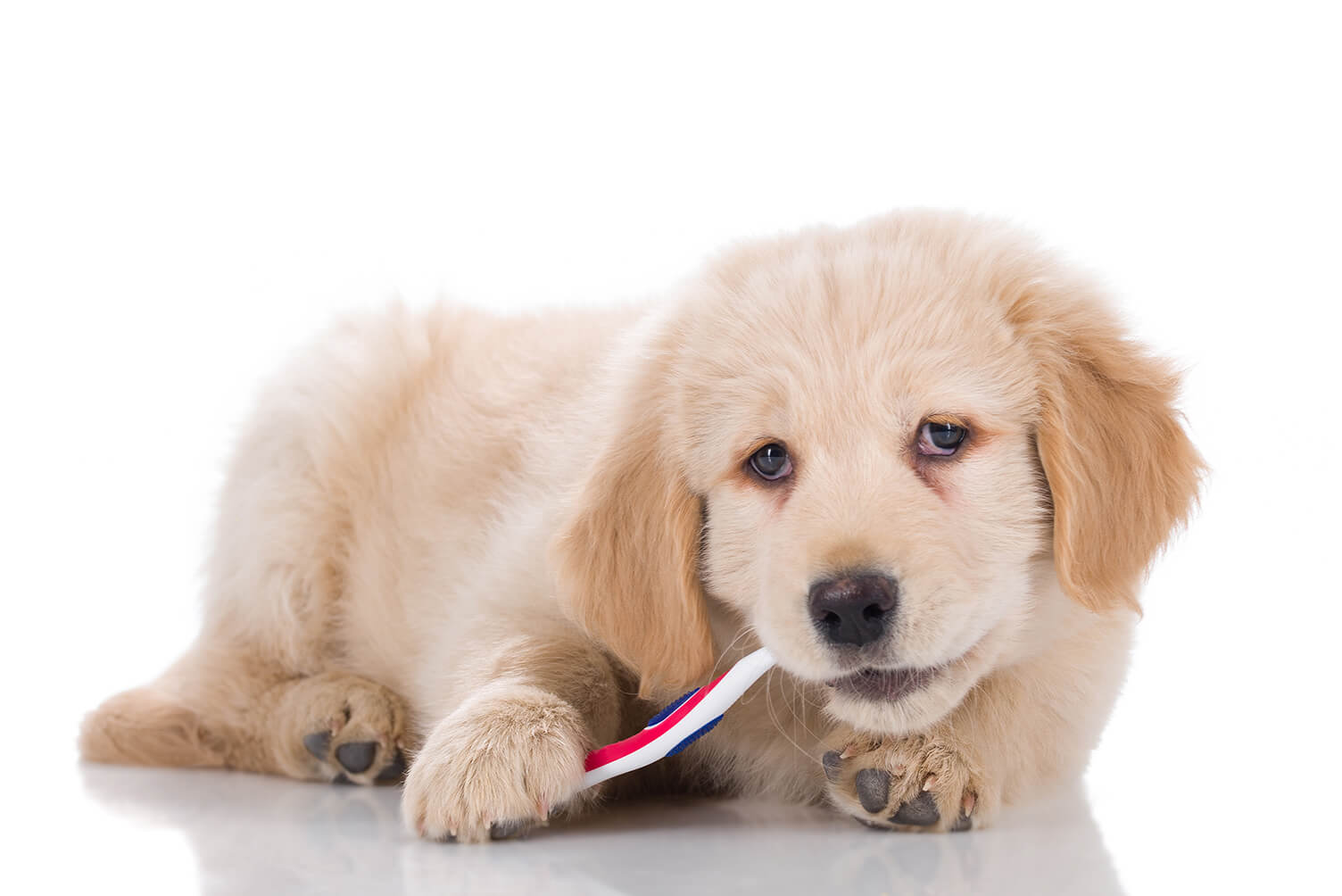 LittleMiss/shutterstock