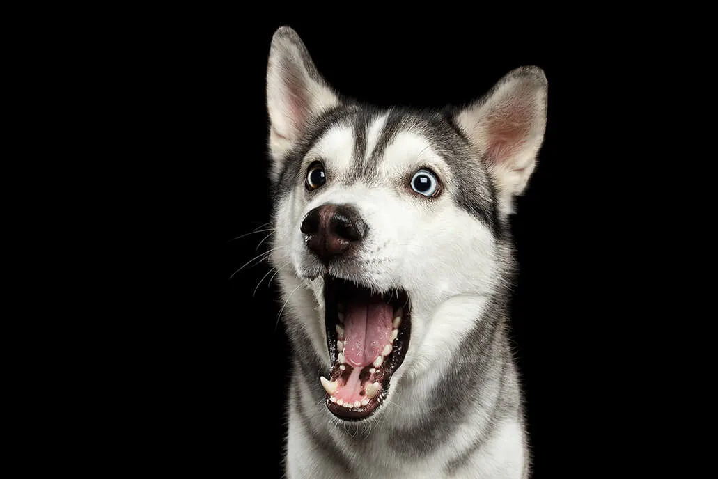犬もしゃっくりをする その原因と対処法 ペットニュースストレージ ペット ファミリー損保