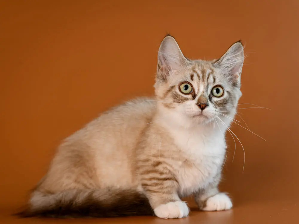 獣医師監修】マンチカンってどんな猫？特徴・性格・飼い方を解説