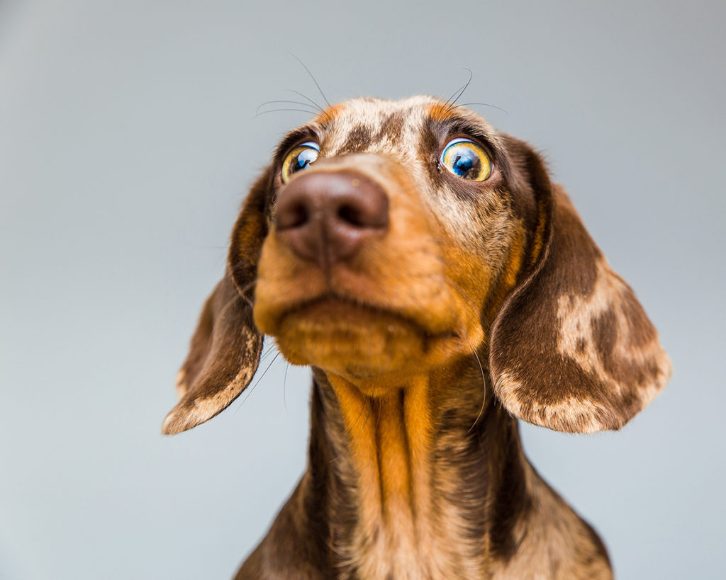 犬のしゃっくり