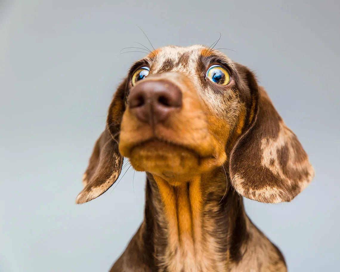 しゃっくり 子犬