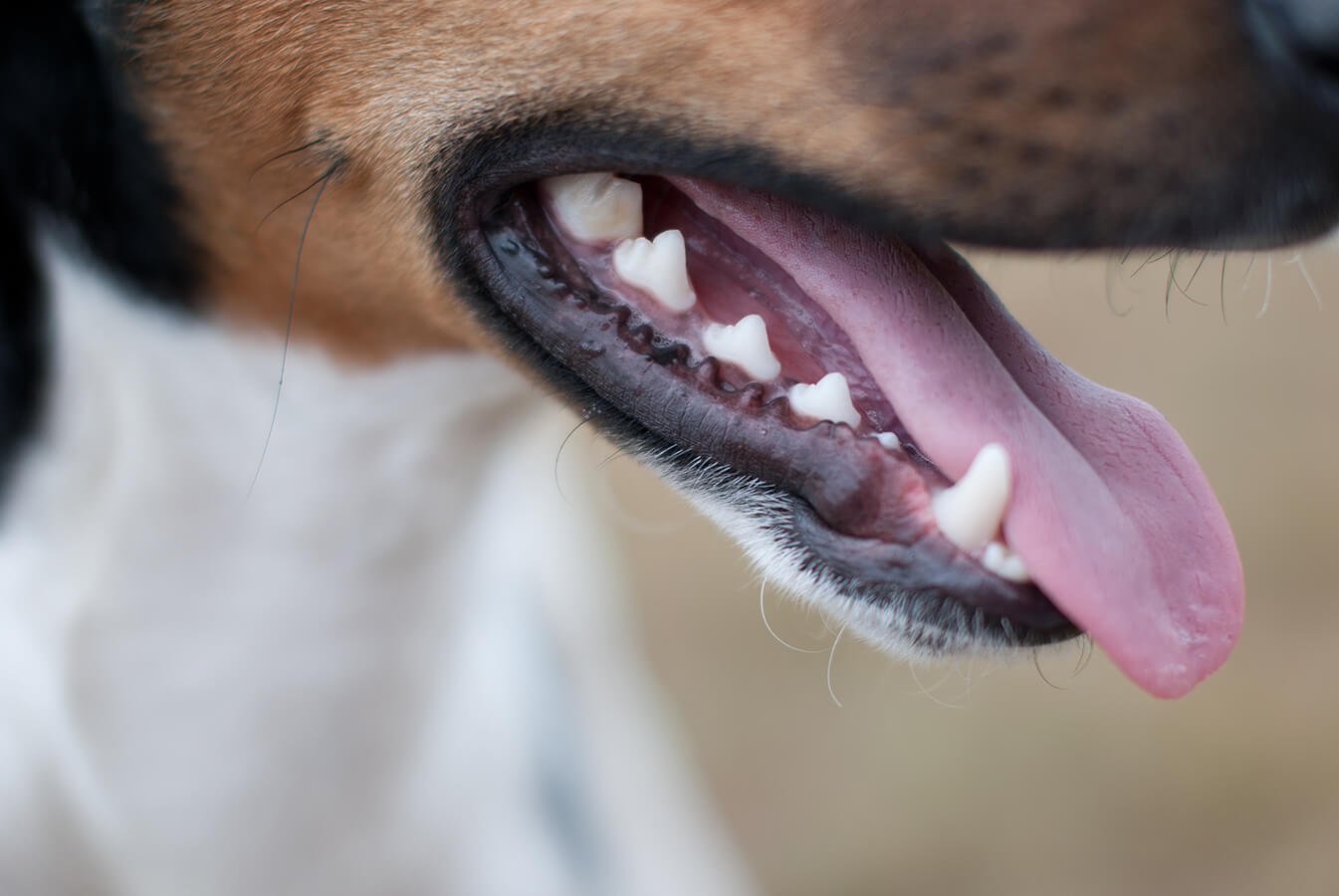 llaszlo/shutterstock
