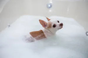 プロドッグトレーナー監修 犬のお風呂はどうする 愛犬が嫌がらない入浴法 ペットニュースストレージ ペット ファミリー損保