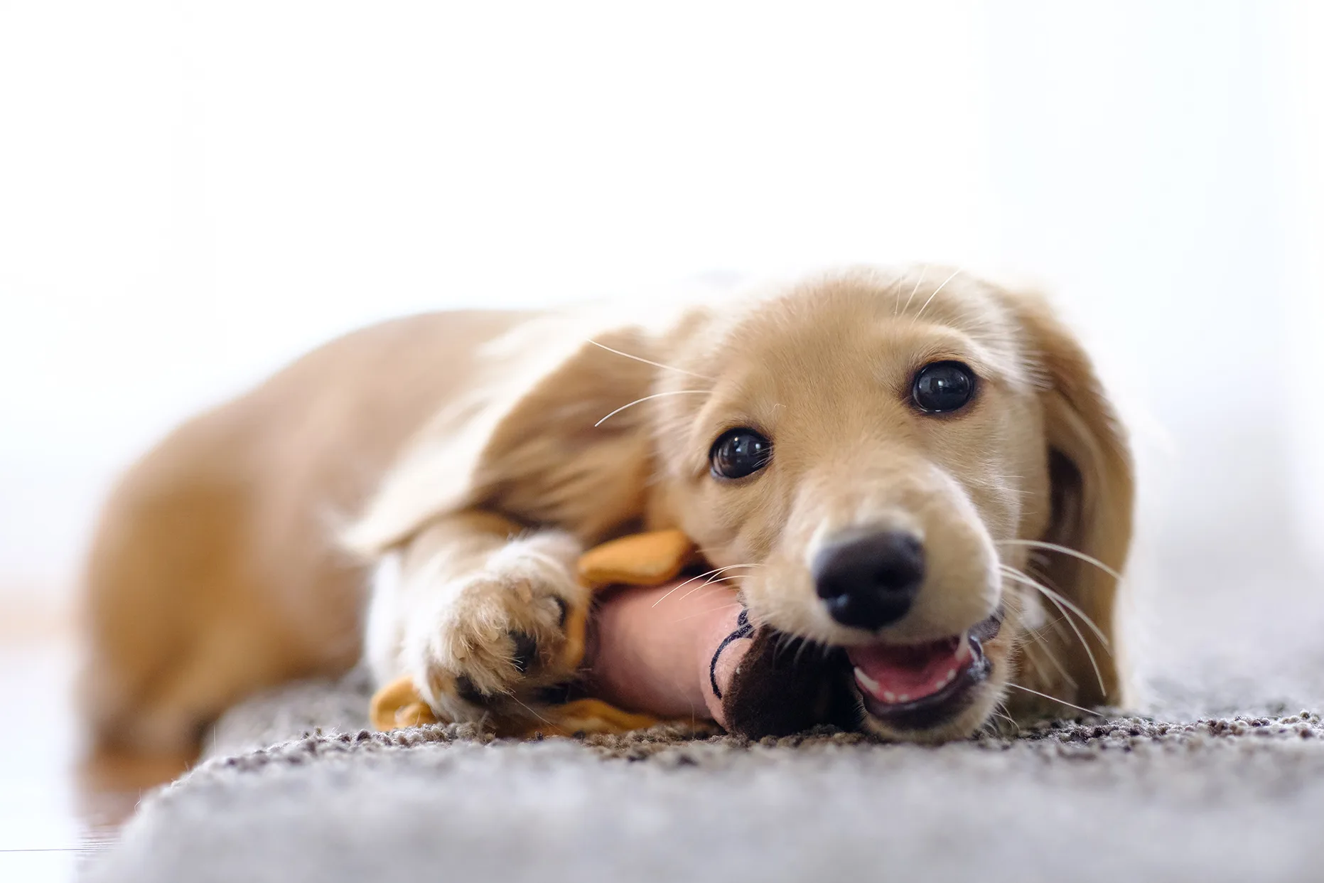 プロドッグトレーナー監修 いつでも人気の衰えない小型犬 ミニチュア ダックスフンドの魅力と暮らし方 ペットニュースストレージ ペット ファミリー損保