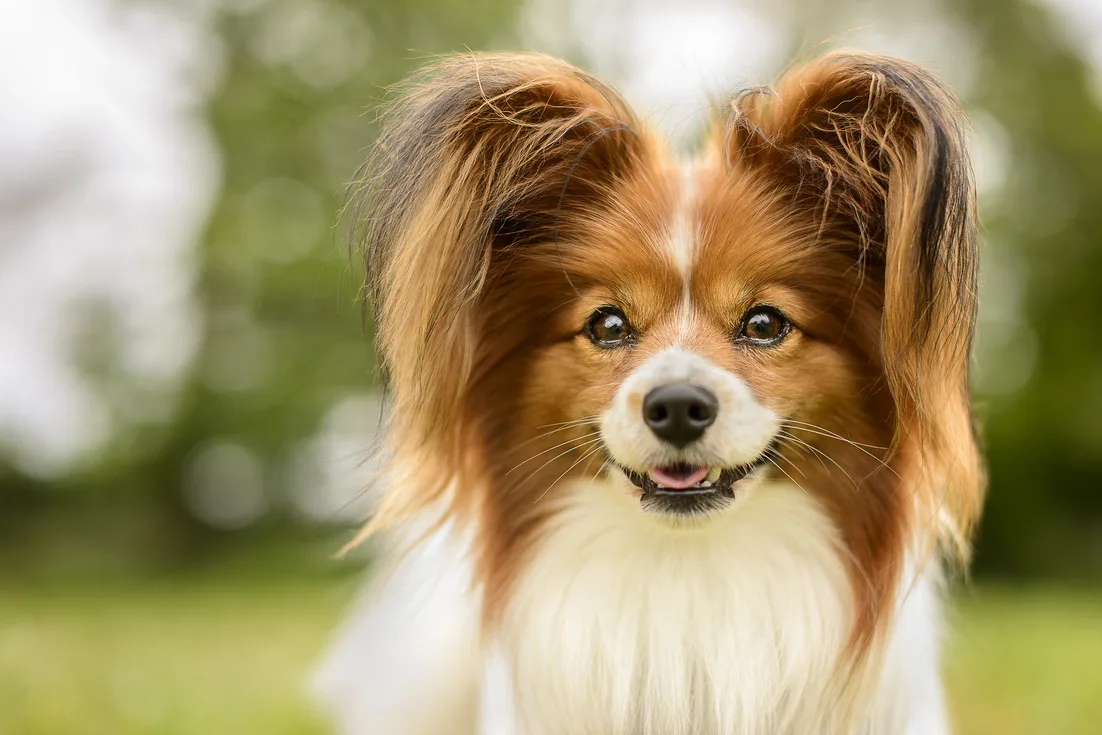 プロドッグトレーナー監修 究極の愛玩犬 パピヨンの魅力と正しい飼い方 ペットニュースストレージ ペット ファミリー損保