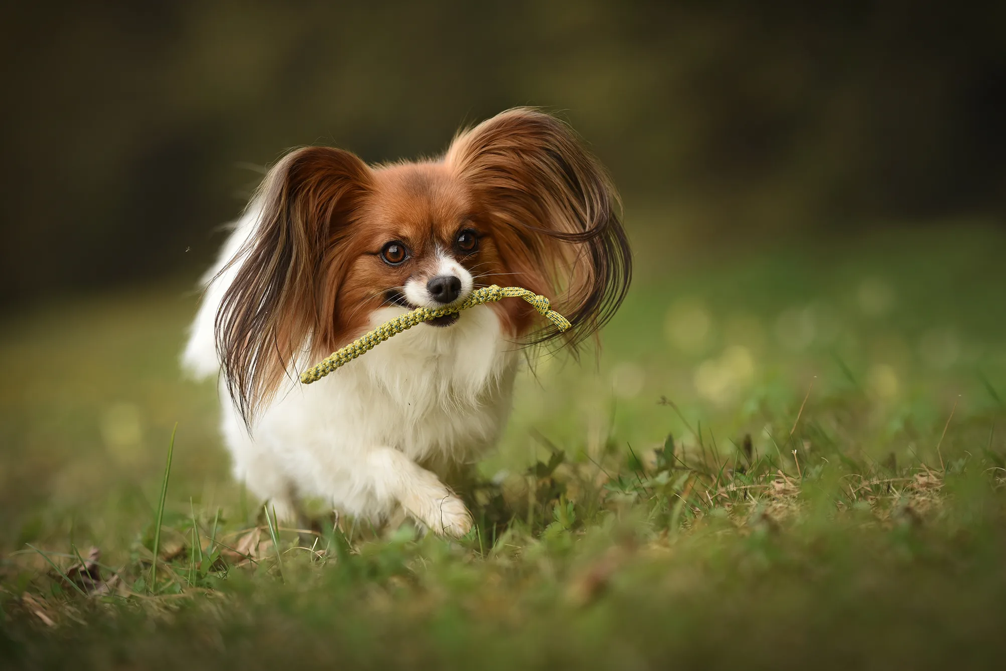 プロドッグトレーナー監修 究極の愛玩犬 パピヨンの魅力と正しい飼い方 ペットニュースストレージ ペット ファミリー損保