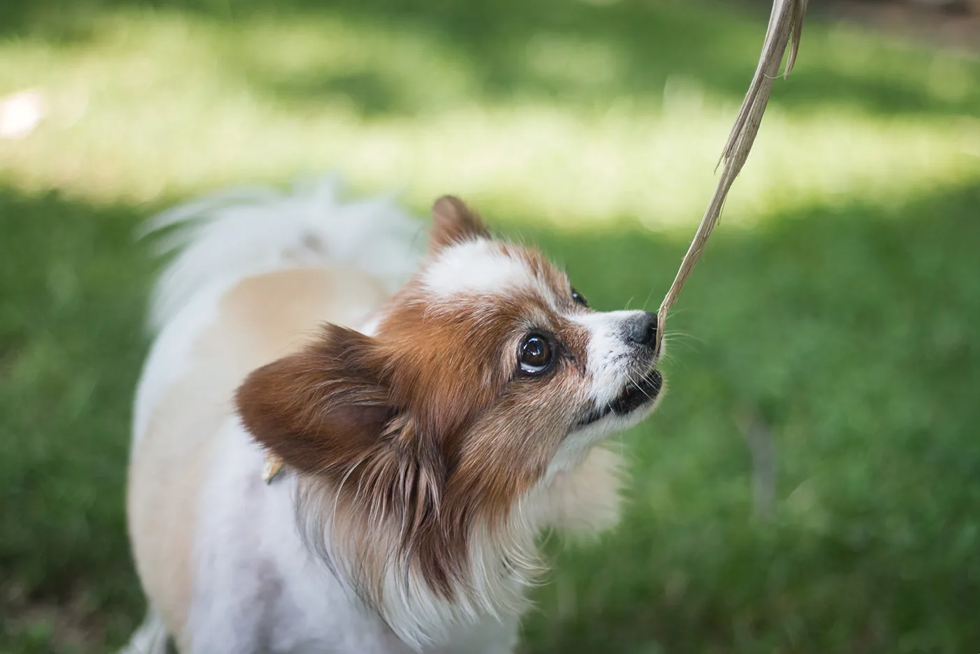 プロドッグトレーナー監修 究極の愛玩犬 パピヨンの魅力と正しい飼い方 ペットニュースストレージ ペット ファミリー損保