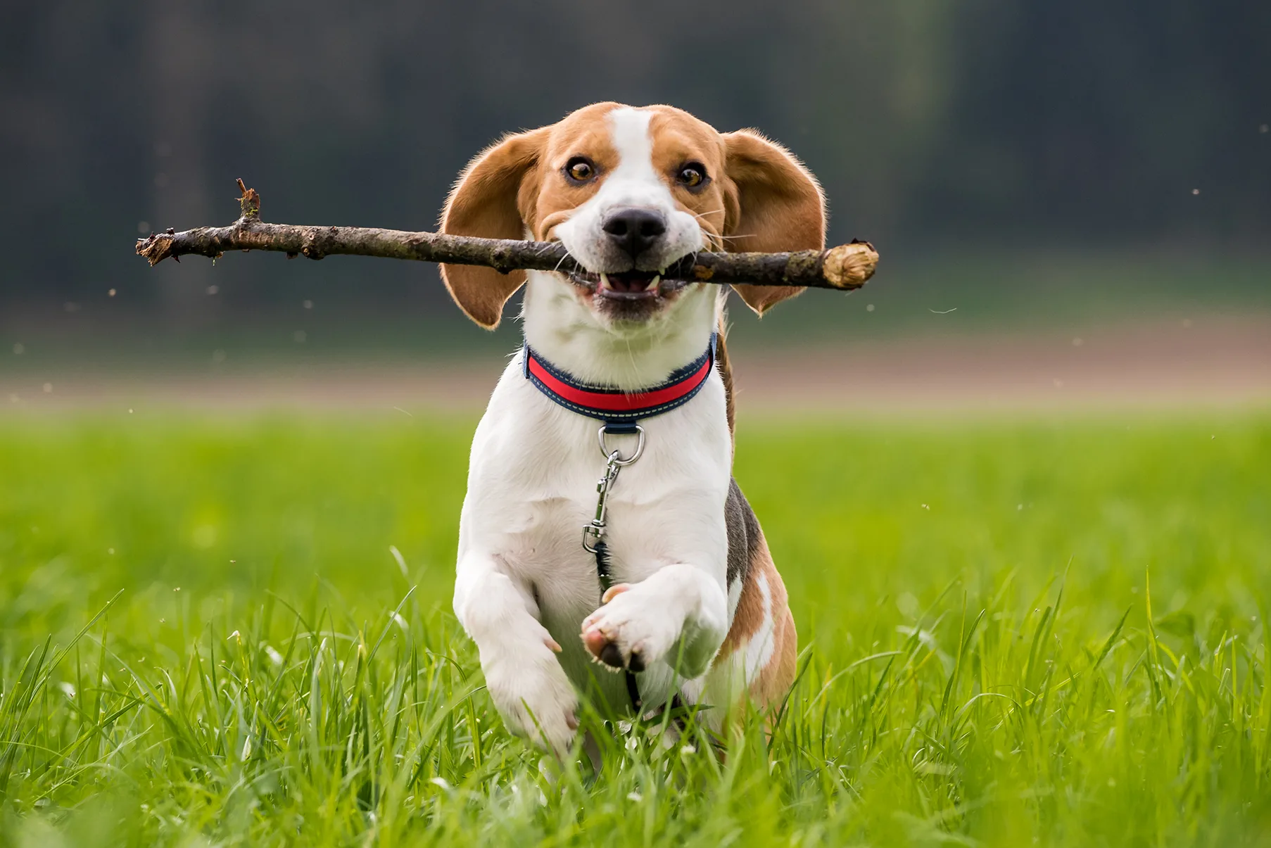 プロドッグトレーナー監修 その 犬 らしさがヤミツキ ビーグルの魅力と正しい飼い方 ペットニュースストレージ ペット ファミリー損保