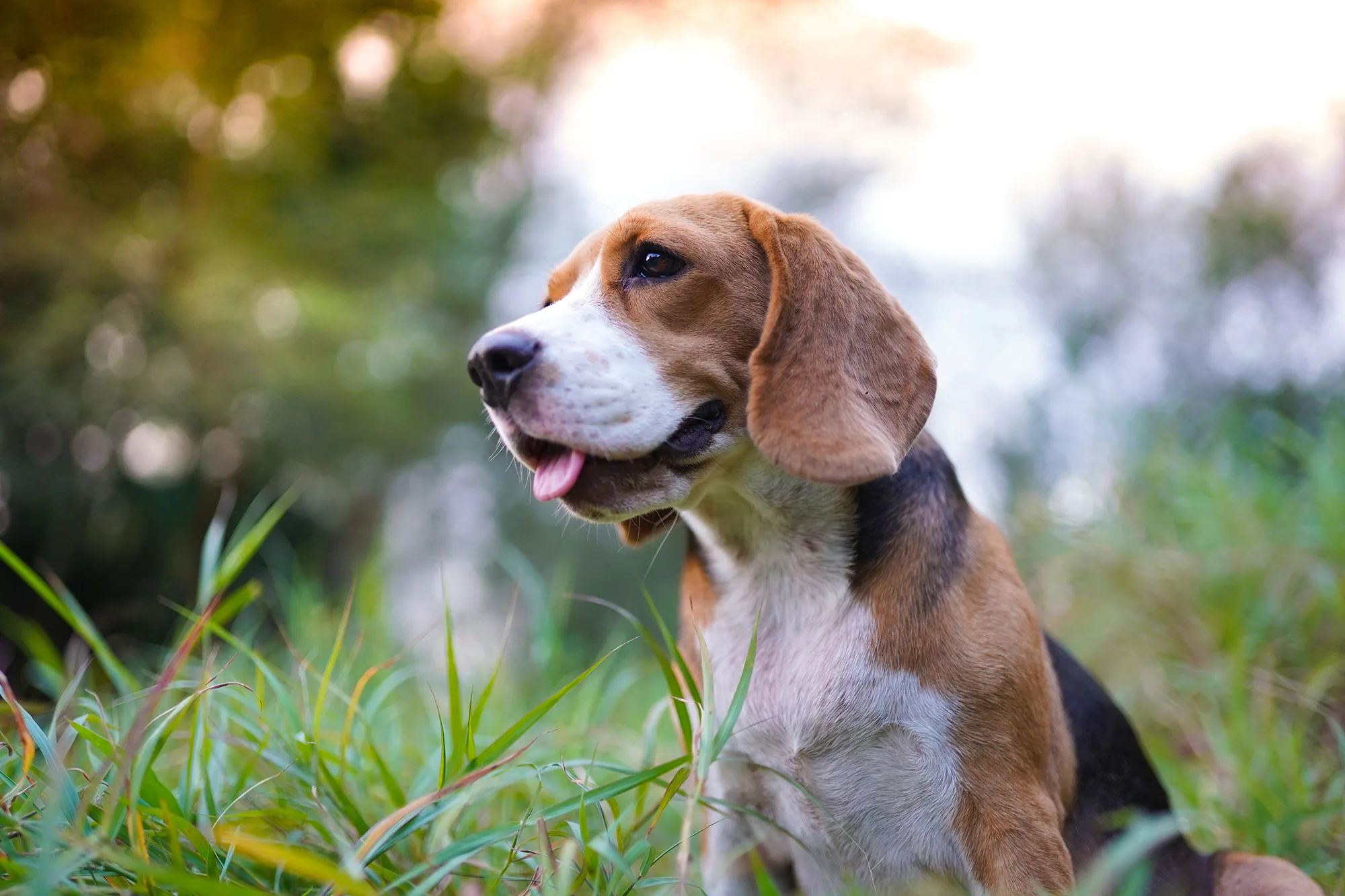 プロドッグトレーナー監修 その 犬 らしさがヤミツキ ビーグルの魅力と正しい飼い方 ペットニュースストレージ ペット ファミリー損保