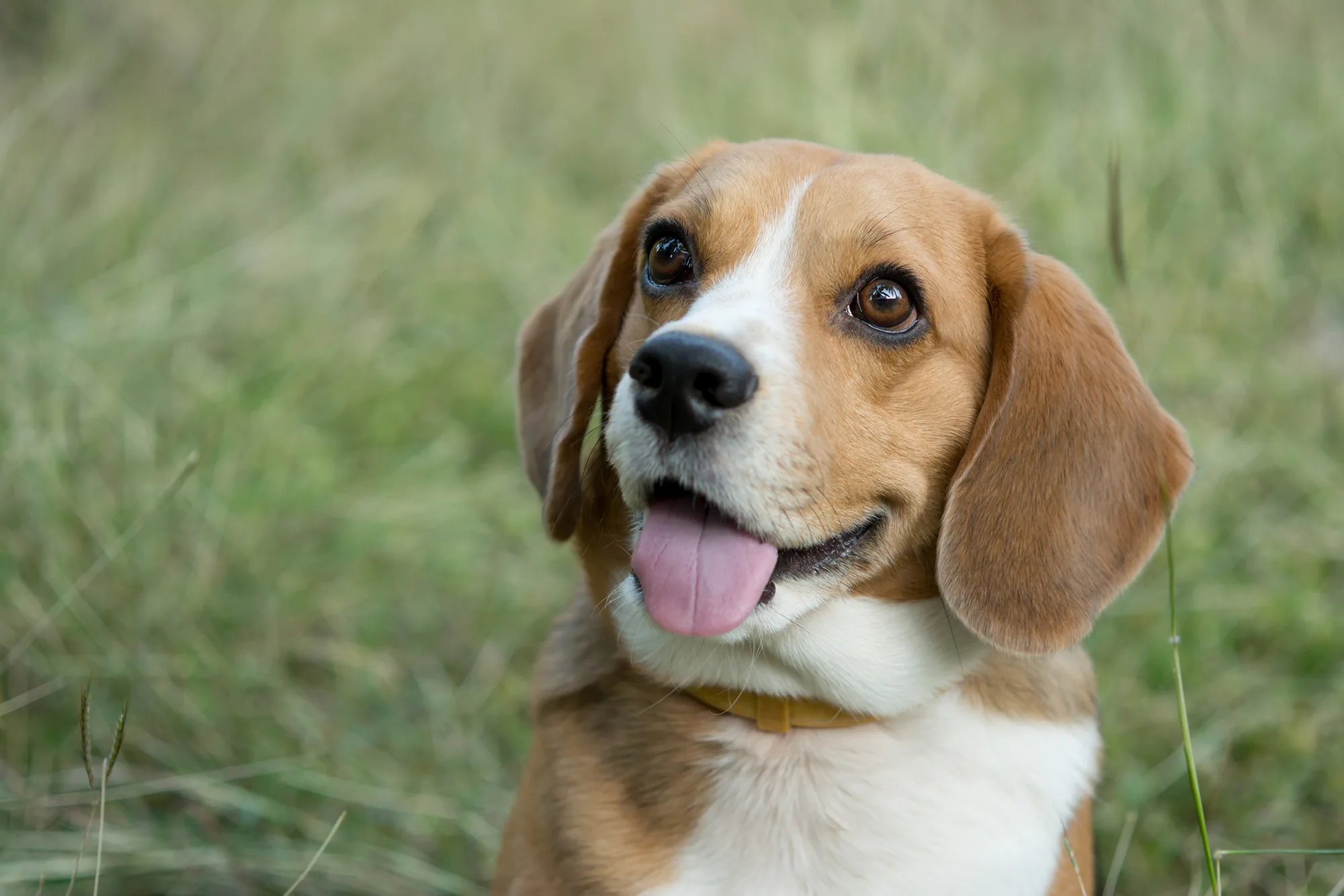 プロドッグトレーナー監修 その 犬 らしさがヤミツキ ビーグルの魅力と正しい飼い方 ペットニュースストレージ ペット ファミリー損保