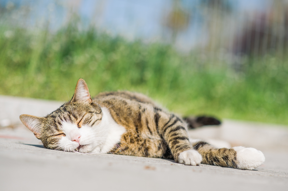 猫の熱中症はどんな症状？