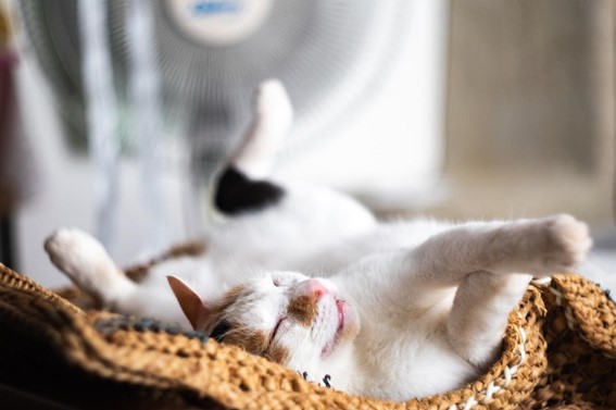 猫も熱中症にご用心！症状と対策、応急処置の方法を解説！