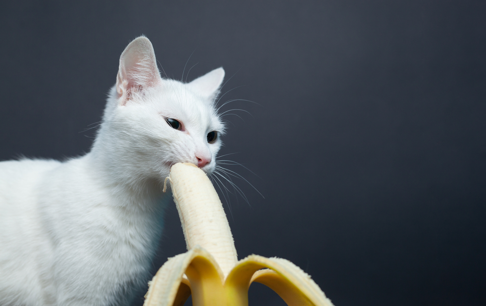 バナナは猫にあげてもよい？果物はおやつになるの？
