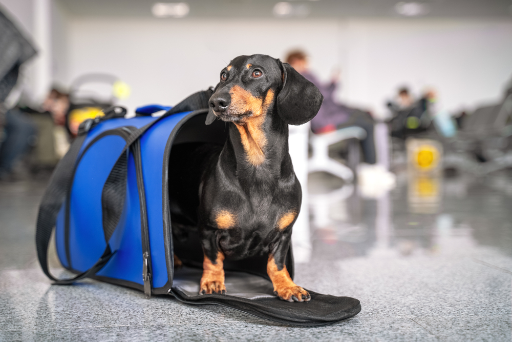 【プロドッグトレーナー監修】犬を飛行機に乗せるにはどうしたらいい？最新のペットのフライト事情