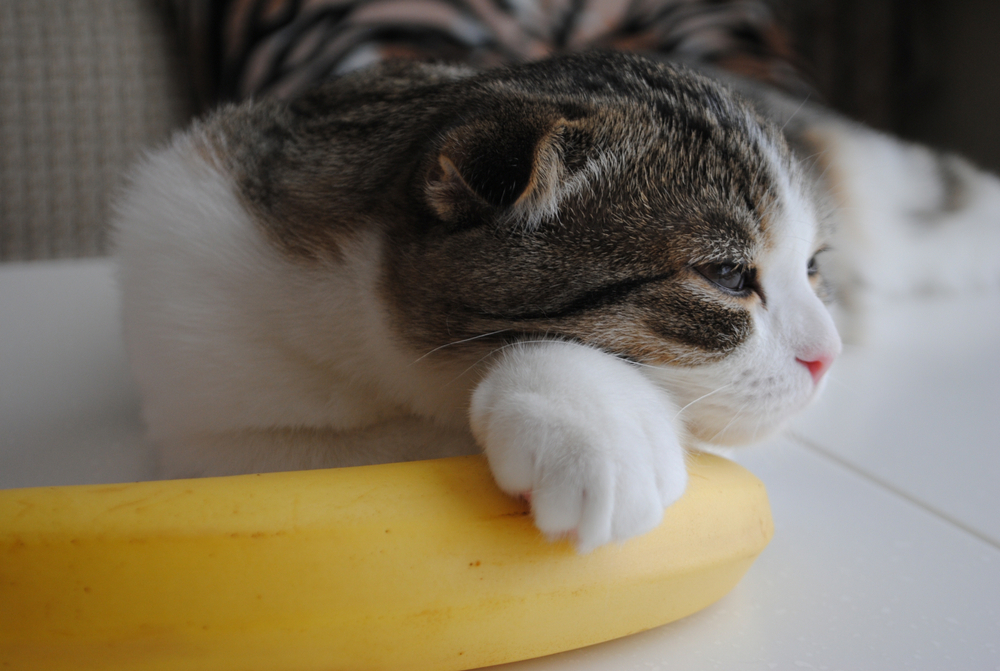 猫にバナナを与える際の注意点