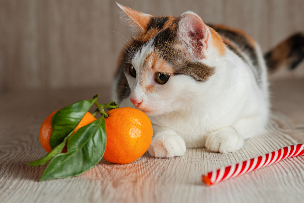 猫にあげてはいけない果物