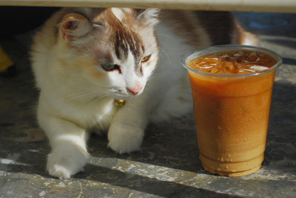 【獣医師監修】犬や猫にコーヒーは厳禁！意外と怖いカフェイン中毒