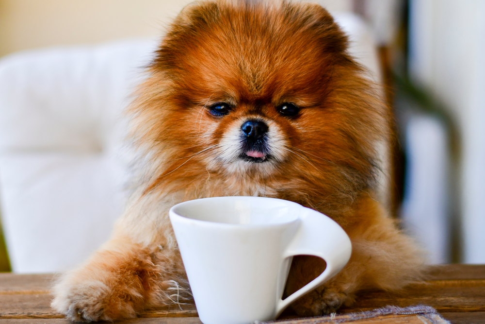 犬や猫がコーヒーを摂取してカフェイン中毒を発症した場合、どんな症状が出るの？