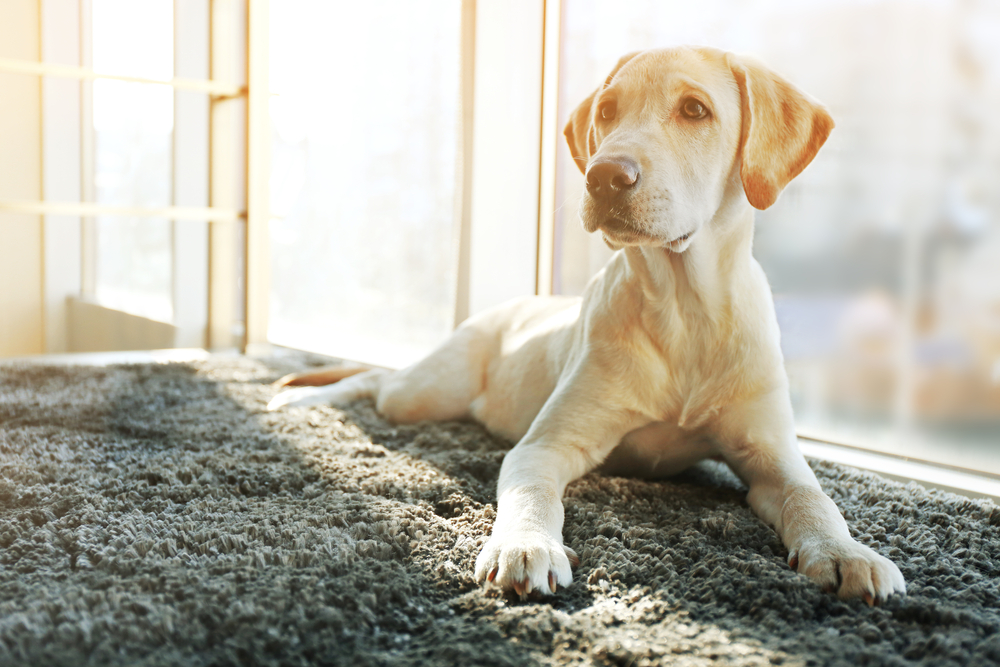 【プロドッグトレーナー監修】犬との暮らしにカーペットは必要？愛犬の足腰を考える生活を