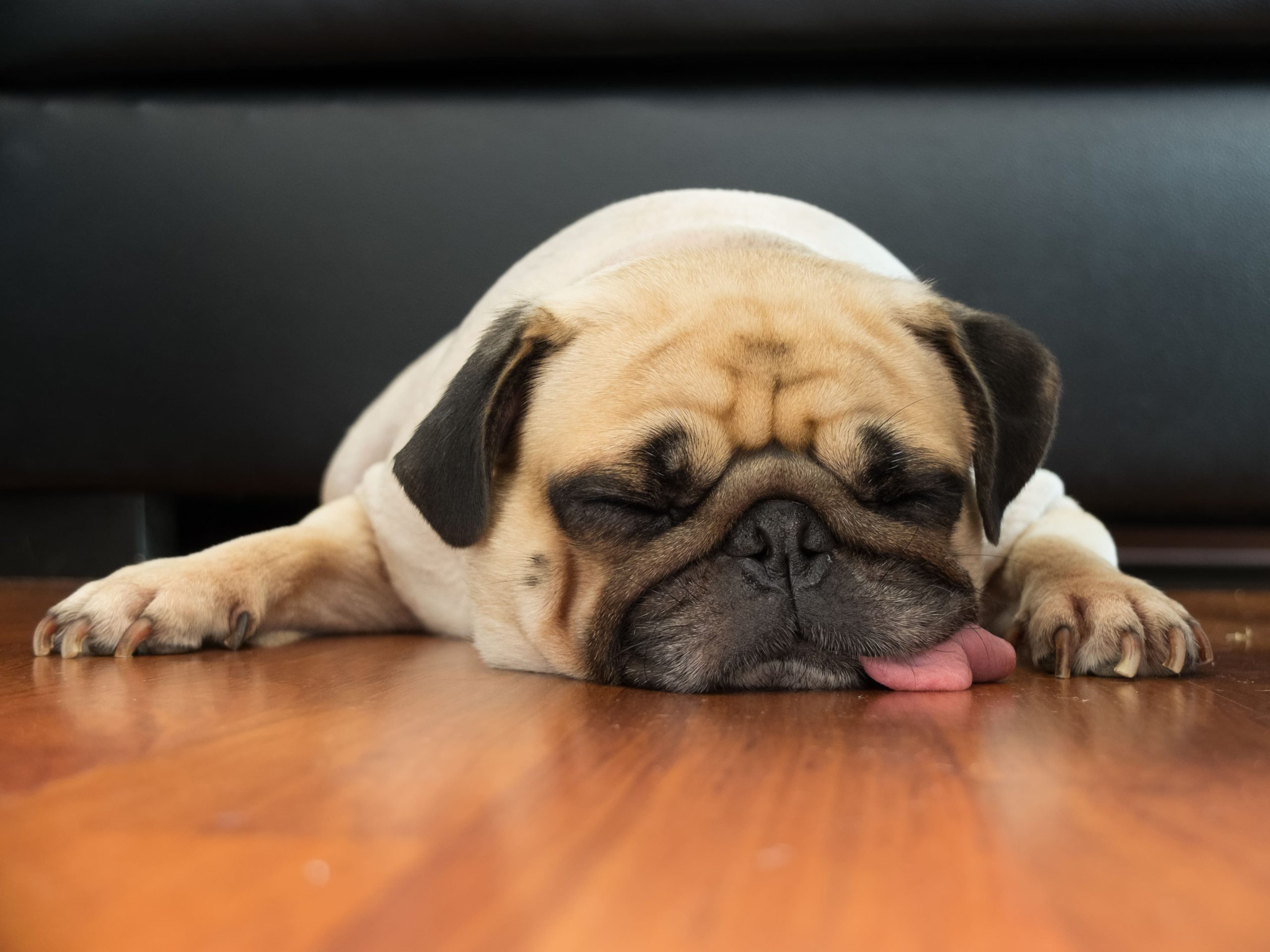 【プロドッグトレーナー監修】犬の睡眠時間はどれくらい？愛犬に快適な眠りを