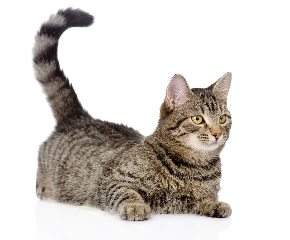 猫がしっぽを振る意味は？しっぽの動きや目・耳・ひげでわかる猫の