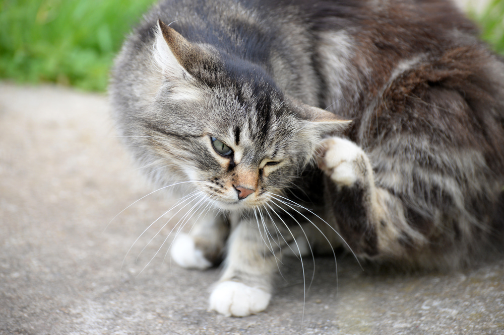 愛猫にノミがいた！完全駆除の方法とは？