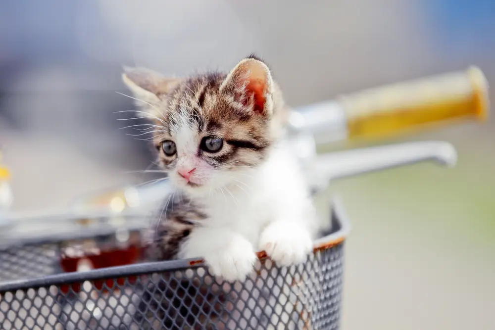 猫を自転車に乗せる時はリュックと前カゴどっちがいい？猫を自転車に 