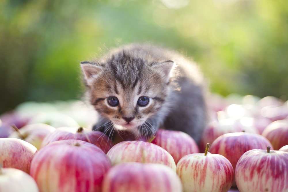 猫が食べてもOKな果物