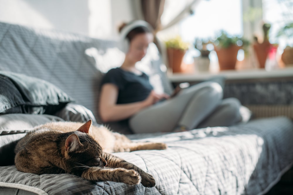 子猫やシニア猫にはきめ細やかな室温管理を