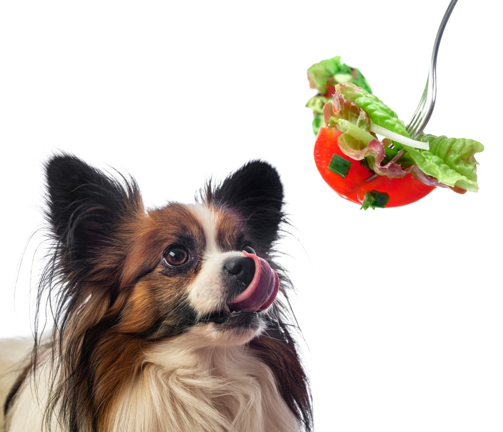 食べ物が体とお口に合うかは、愛犬それぞれ