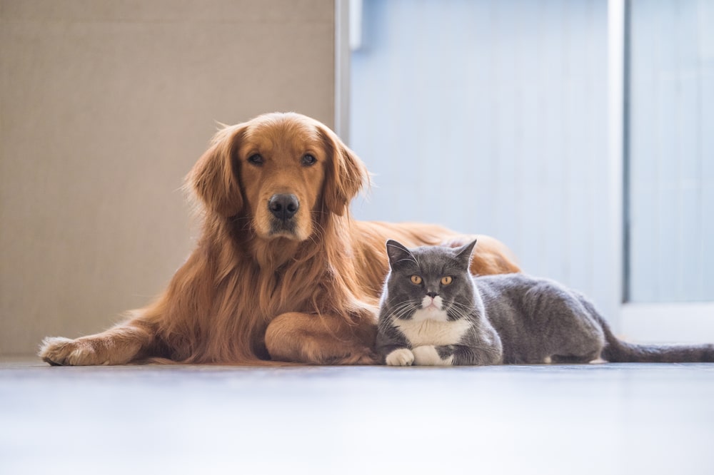 猫だけでなく家全体への対応が必要