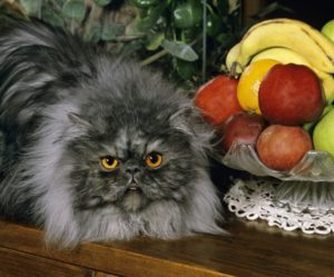 猫が食べられる果物は何ですか?