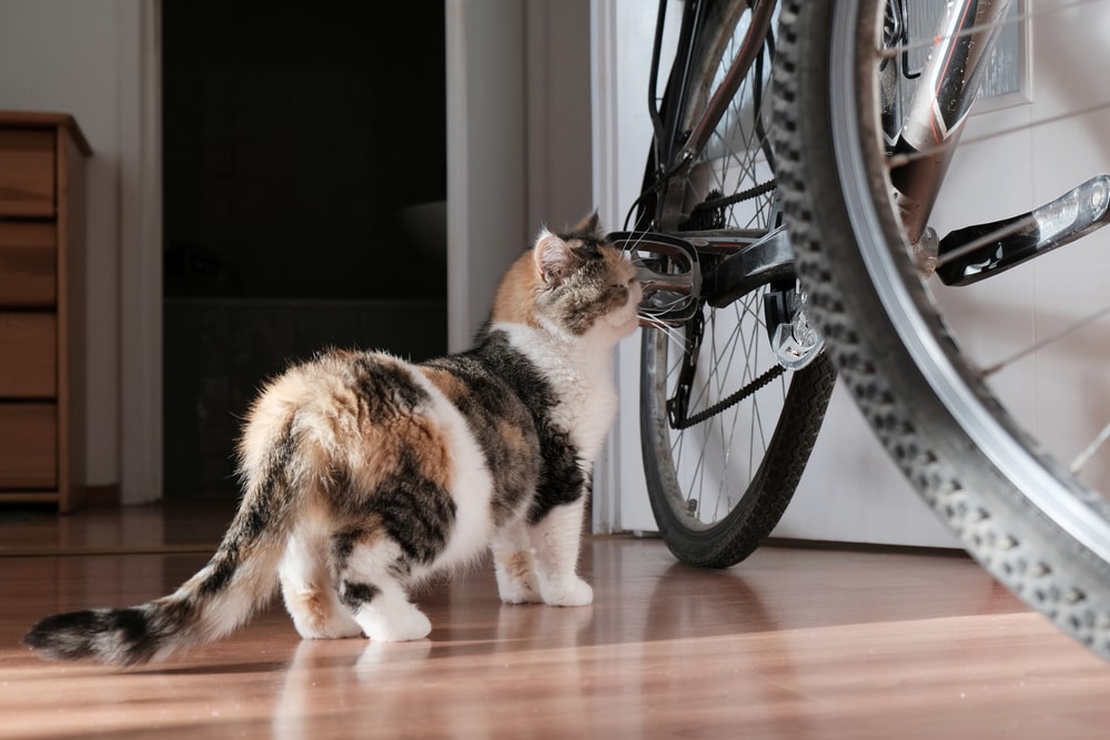 猫を自転車に乗せるときはここにも注意！