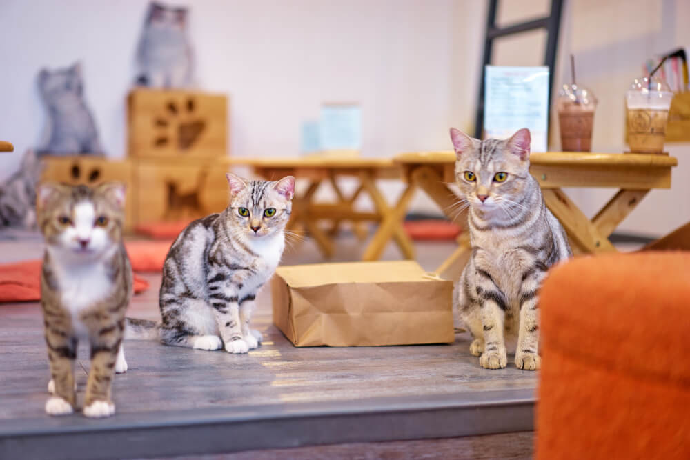 猫の多頭飼いで気を付けること