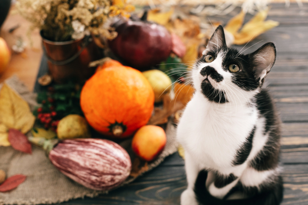 猫に野菜をあげてもいい？猫の食生活を考える