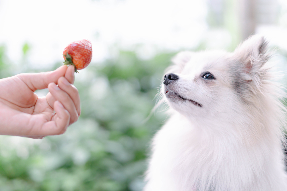 【プロドッグトレーナー監修】果物は犬に与えてもいいの？食べてもよい果物といけない果物を知っておこう