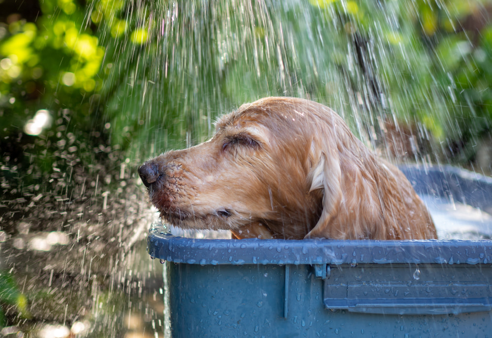 犬にシャワーをかけても問題ない？上手なシャンプーの仕方